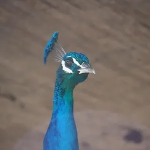 Granja El Regajo 발렌시아